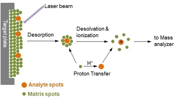Mechanism of matrix assisted laser desorption ionization process